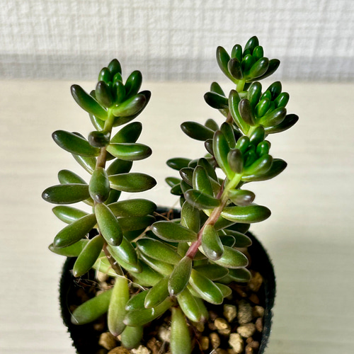 多肉植物 観葉植物 韓国苗 セダム 虹の玉 5カット カット苗 多肉植物