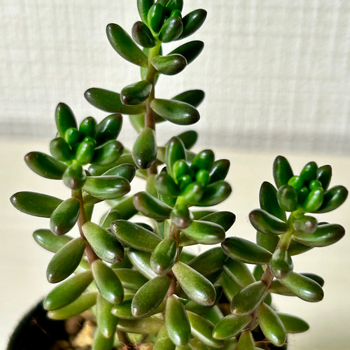 多肉植物❗️赤字覚悟　韓国苗　斑入り　錦8種セット❗️ 斑入り苗 – 多肉植物の通販・販売サイト tawawa