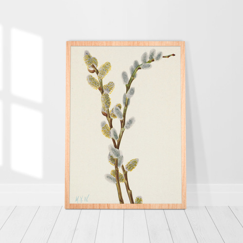 猫柳アートポスター☆ネコヤナギボタニカル可愛い華やかお洒落北欧