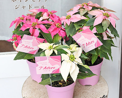 鉢花 ポインセチア ジャドール 3.5号 上品 クリスマス ピンク