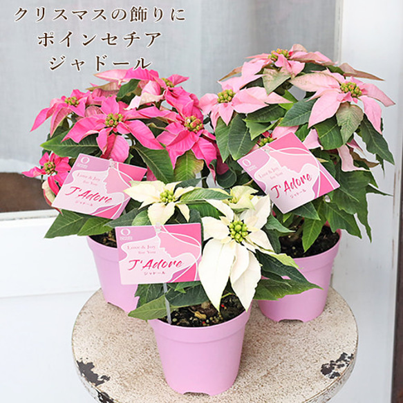 鉢花 ポインセチア ジャドール 3.5号 上品 クリスマス ピンク ホワイト