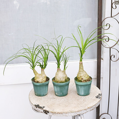 現品販売 観葉植物 ポニーテール トックリラン ノリナ 2.5号 個性的