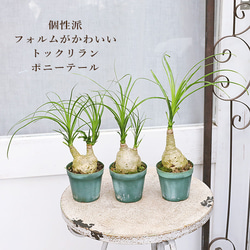 現品販売 観葉植物 ポニーテール トックリラン ノリナ 2.5号