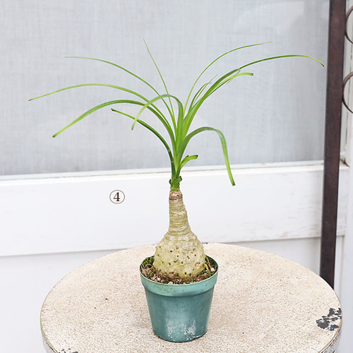 観葉植物　ノリナ　　トックリラン　ポニーテール 楽天市場】観葉植物 ノリナ：ポニーテール トックリラン*7号