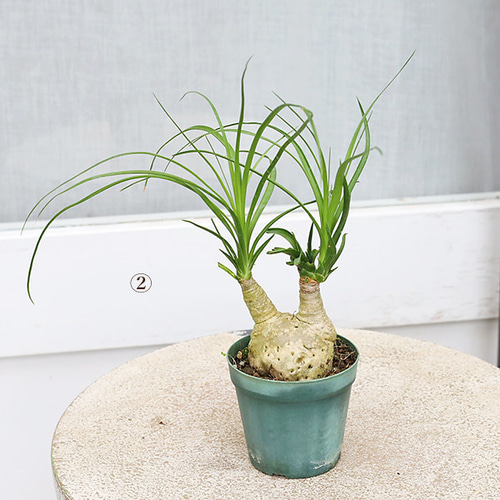 専用　トックリラン  ノリナ  ポニーテール   2 現品販売 観葉植物 ポニーテール トックリラン ノリナ 2.5号