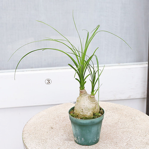 現品販売 観葉植物 ポニーテール トックリラン ノリナ 2.5号 個性的