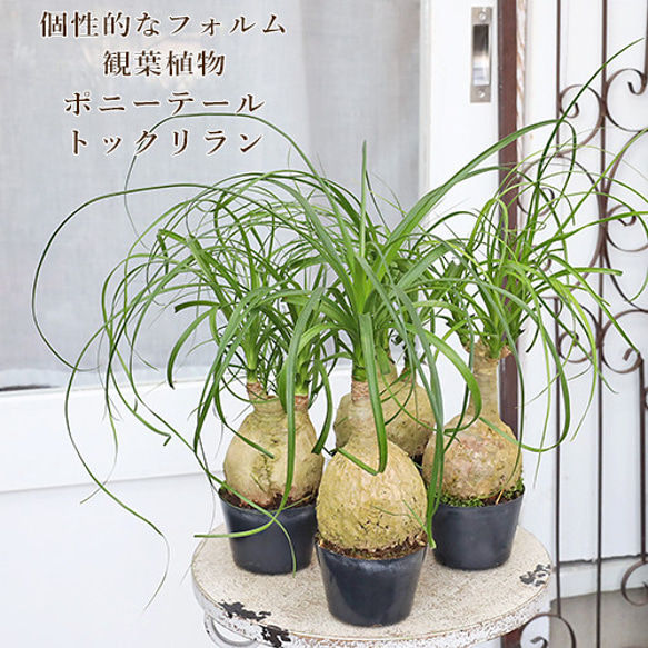 観葉植物 トックリラン ポニーテール ノリナ 3号ポット 鉢植え