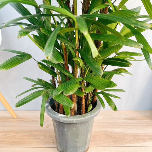 現品］観音竹 10号 観葉植物 屋外 室内 大型 おしゃれ ヤシ 緑の