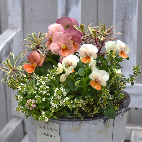 パンジー＆ビオラ」アプリコットカラー寄せ植え 花苗 鉢花