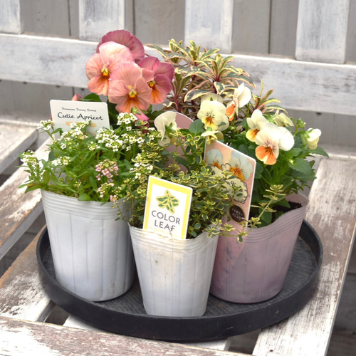 パンジー＆ビオラ」アプリコットカラー寄せ植え 花苗 鉢花