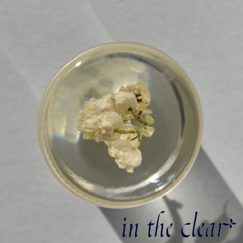 errer 白い小さな花束 パンパスグラス 標本 ハーバリュウム 植物標本 errer 白い小さな花束 パンパスグラス 標本 ハーバリュウム 植物標本