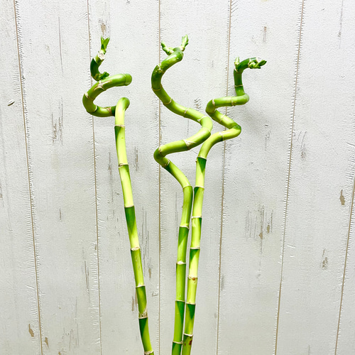 ミリオンバンブーご確認用 お得！ スパイラルバンブー ミリオンバンブー 40cm 30本 | PLANTS SHOP