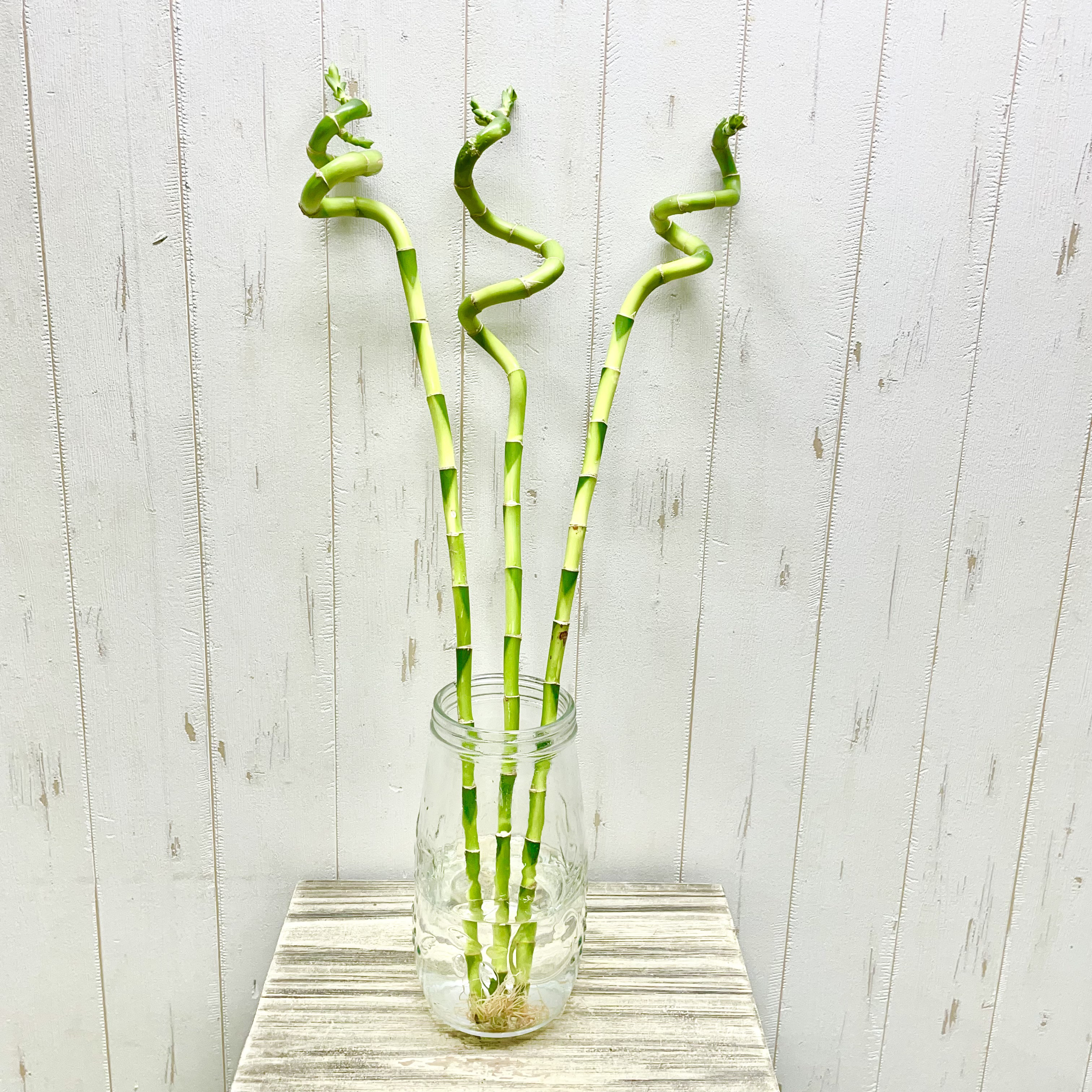 お試し スパイラルバンブー ミリオンバンブー 60cm 3本 その他