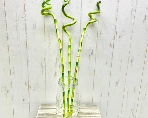 お試し スパイラルバンブー ミリオンバンブー 60cm 3本 その他