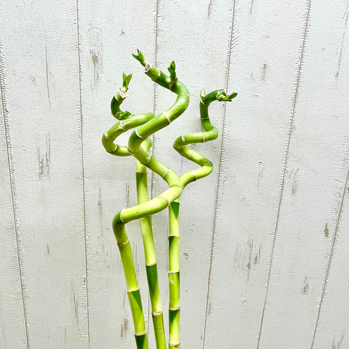 ミリオンバンブーご確認用 お得！ スパイラルバンブー ミリオンバンブー 40cm 30本