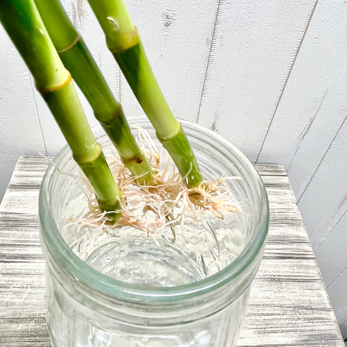 Swarovski ミリオンバンブー スワロフスキー置物・アクセサリー専門店 ☆プラネタリウム☆