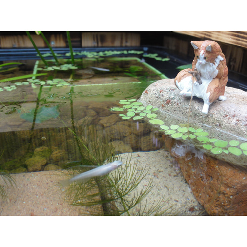ai 網蓋 サイズオーダー / メダカ ビオトープ 水槽 蓋 木枠 飼育 ai 網蓋 サイズオーダー / メダカ ビオトープ 水槽 蓋 木枠 飼育