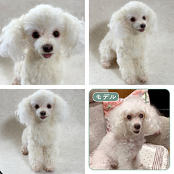 羊毛フェルト【オーダーメイド】うちの子オーダー✴︎犬✴︎愛犬✴︎ペット✴︎ハンドメイド✴︎ペットロスペットロス 11枚目の画像
