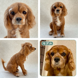 羊毛フェルト【オーダーメイド】うちの子オーダー✴︎犬✴︎愛犬✴︎ペット✴︎ハンドメイド✴︎ペットロスペットロス 3枚目の画像