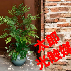 光触媒 人工観葉植物 ウォールグリーン 造花 アレンジ リアル 光触媒 人工観葉植物 ウォールグリーン 造花 アレンジ リアル