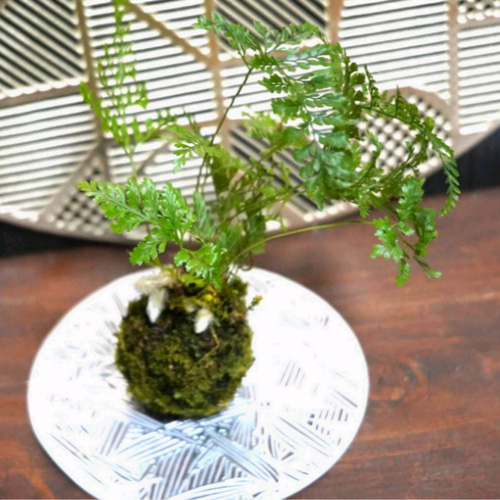しのぶ苔玉 直径約30cm 【公式通販】