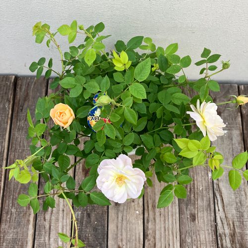 ミニバラ＊フローランド プリズム＊落葉樹＊ガーデニング