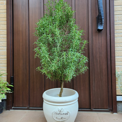 大きめ ローズマリー ホワイトテラコッタ鉢植え 苗 苗木