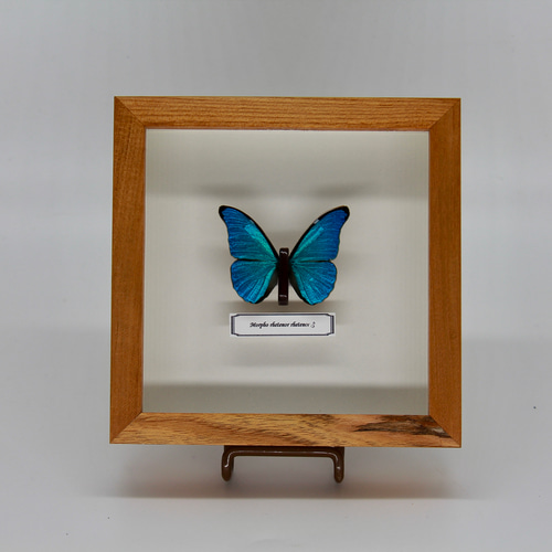 最新型⭐︎ 木製蝶ブローチ「レテノールモルフォ-Morpho rhetenor