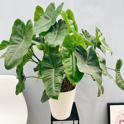 現品］【希少】フィロデンドロン バールマルクスバリエガータ 観葉植物