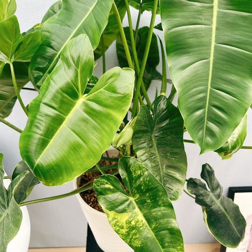 現品］【希少】フィロデンドロン バールマルクスバリエガータ 観葉植物