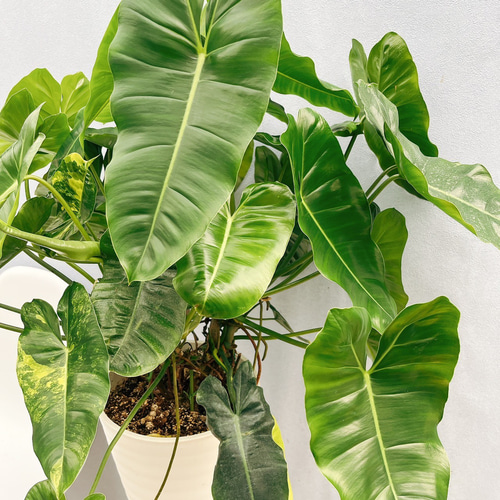 現品］【希少】フィロデンドロン バールマルクスバリエガータ