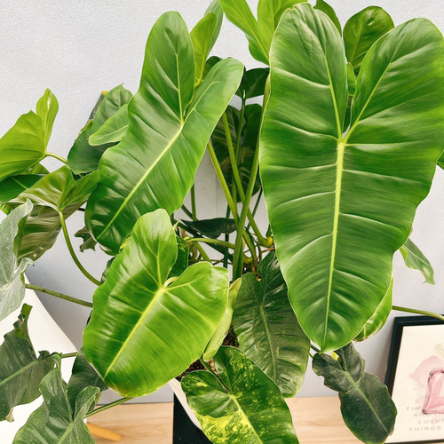 現品］【希少】フィロデンドロン バールマルクスバリエガータ 観葉植物