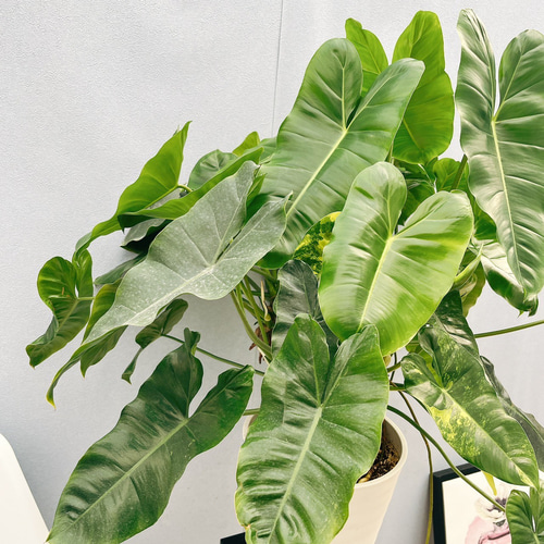 現品］【希少】フィロデンドロン バールマルクスバリエガータ 観葉植物