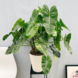 現品］【希少】フィロデンドロン バールマルクスバリエガータ 観葉植物