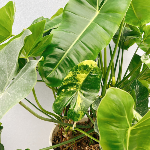 ☆フィロデン セロウム バリエガータ☆3号鉢☆希少☆ ☆フィロデン セロウム バリエガータ☆3号鉢☆希少☆ 4号鉢植え 花