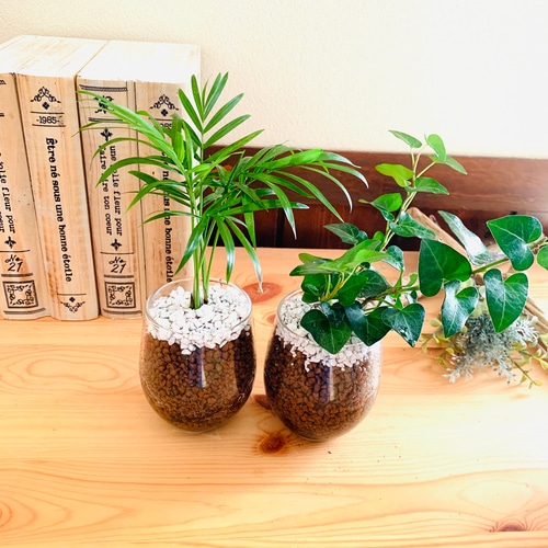 インテリアset『テーブルヤシ』&『ハートアイビー』ハイドロカルチャー