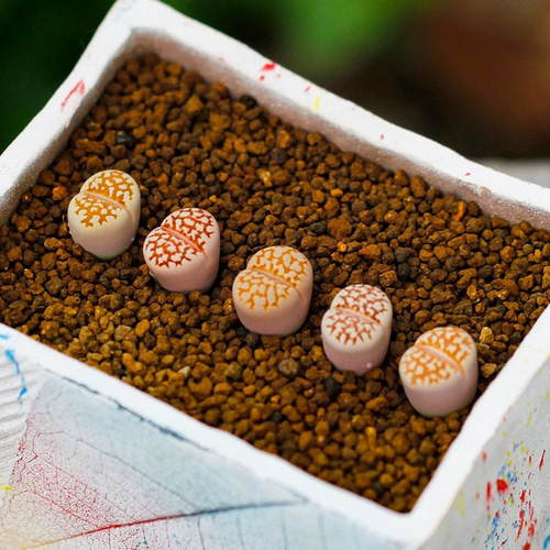 多肉植物 リトープス 寿麗玉系 C63B 黄金線 1.5cm 大株 抜き苗 1株