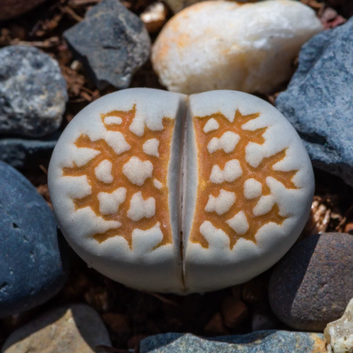 S18　寿麗玉系　カラフルセット　多肉植物リトープス/コノフィツム　抜き苗 Amazon.co.jp: TT5 リトープス カラフル15苗大玉セット かわいい