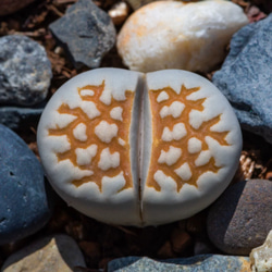 専用❤️ヤマト便付き 同梱-250円多肉植物リトープス c54a 美紋 陽