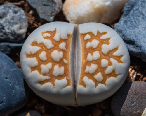 多肉植物 リトープス 寿麗玉系 C63B 黄金線 1.5cm 大株 抜き苗 1株