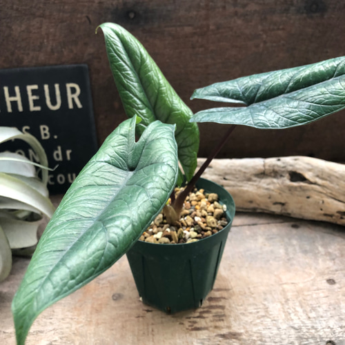 スカルプラム♡アロカシア♡観葉植物♡インテリア アートフラワー パリ