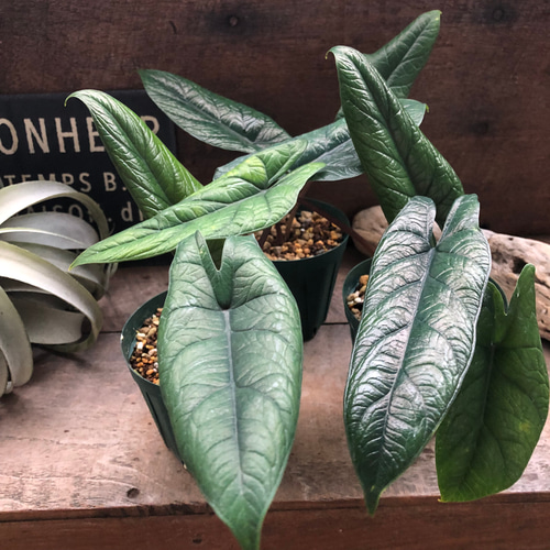 スカルプラム♡アロカシア♡観葉植物♡インテリア アートフラワー パリ
