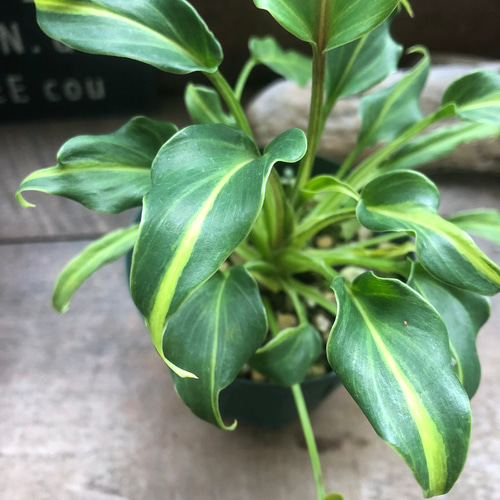 斑入りクッカバラ♡希少♡フィロデンドロン♡観葉植物♡ アート