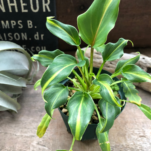 斑入りクッカバラ♡希少♡フィロデンドロン♡観葉植物♡ アート