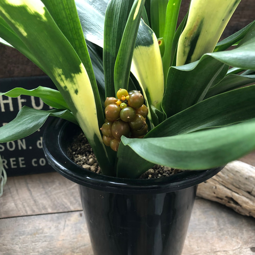 Amazon｜縁起物万年青おもとオモト鉢植え宝船 宗石1鉢5号サイズ