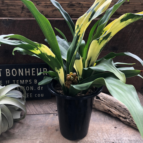 万年青♡オモト♡宝船おもと♡宗石♡5.5号鉢サイズ 鉢植え