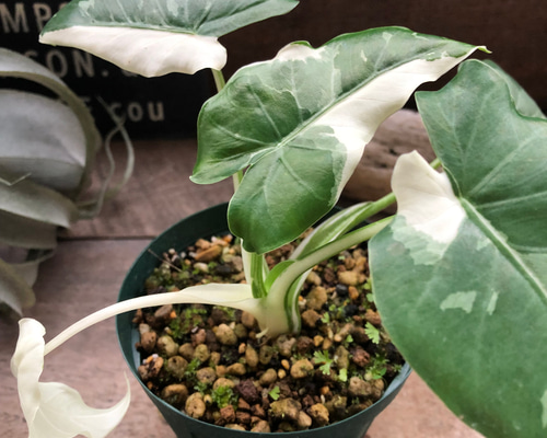 0a0f73d5b1c3906f04e72b3895979d