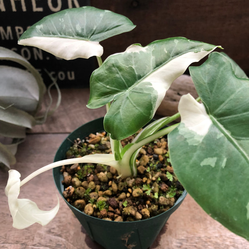 斑入りクワズイモ♡希少♡観葉植物♡インテリア リース パリジェンヌ