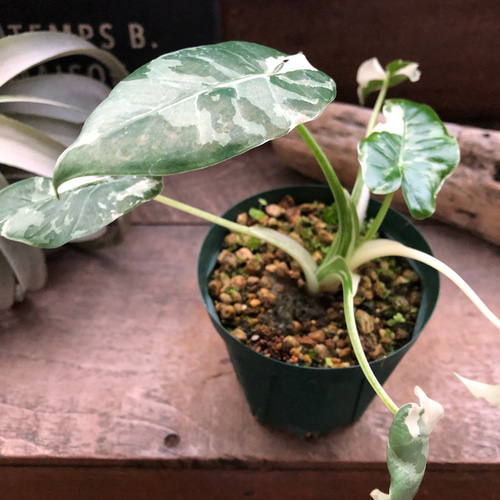 斑入りクワズイモ♡希少♡観葉植物♡インテリア リース パリジェンヌ