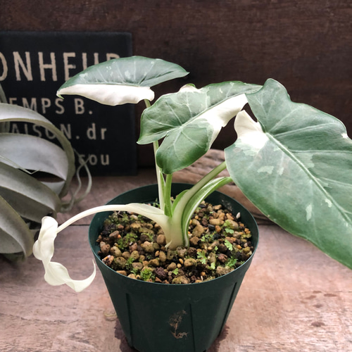 【超希少】 斑いり　クワズイモ　大株 最終値下げ済み】クワズイモ 斑入り 大株